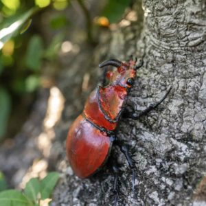 Arrosoir-Persil-scarabee-rino-metal-recycle