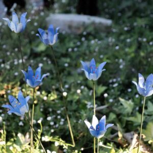 Campanule-bleue-metal-recycle. Fait main.