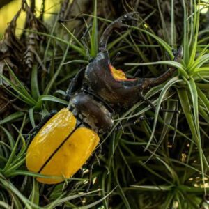 Scarabée Lucane jaune en métal recyclé. Fait main.